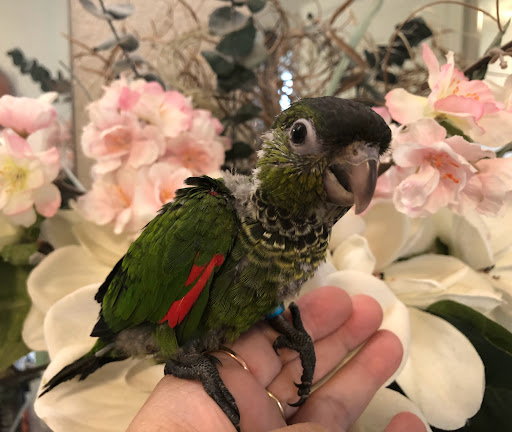 Braun's Birds - Thumbnail