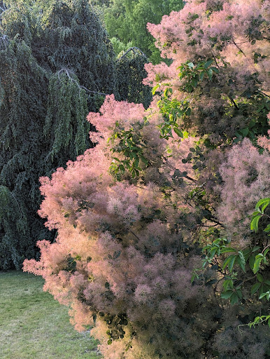 Cranbrook gardens - Thumbnail