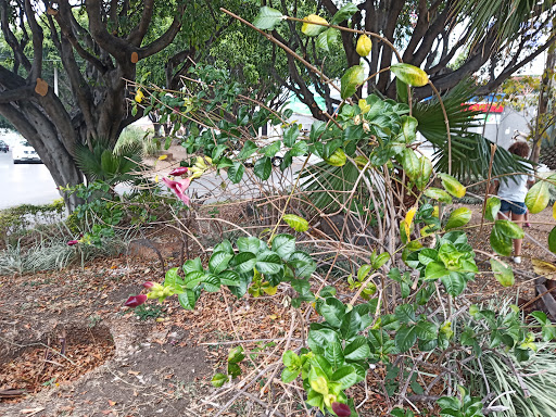 Glorieta Teopanzolco - Thumbnail