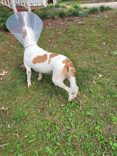 Cartersville Animal Hospital - Thumbnail