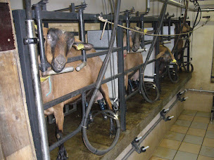 Photo n°2 de Fromagerie SUIFFET François et Magali à Frontonas (Producteur de bétail)