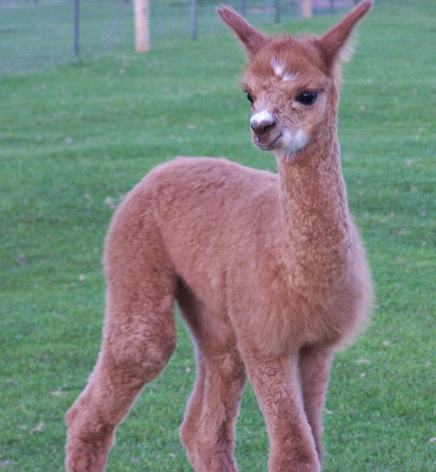 Hunter Creek Alpaca Farm - Thumbnail