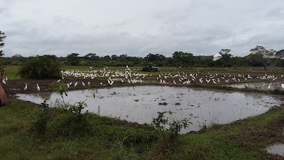 Photos of Kotuaththawala Bird Sanctuary