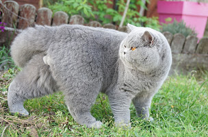 Photo n°9 de Chatterie du Panier Douillet : Élevage de chatons British Shorthair & Longhair à Jaulnay (Éleveur de chats)