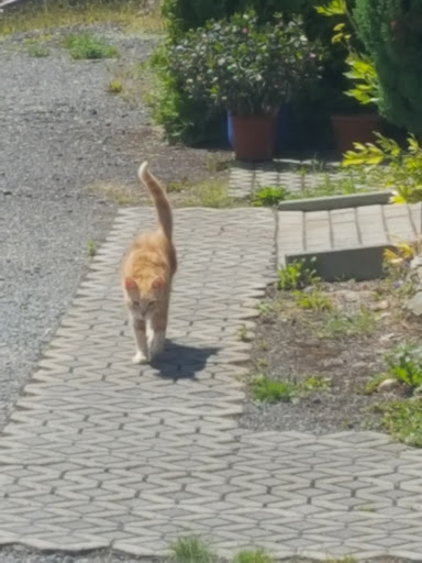 Thüringer Forstrevier Piesau - Visual
