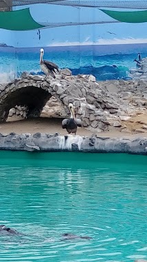 Acuario de Lobos Marinos, Author: Abner Gutierrez