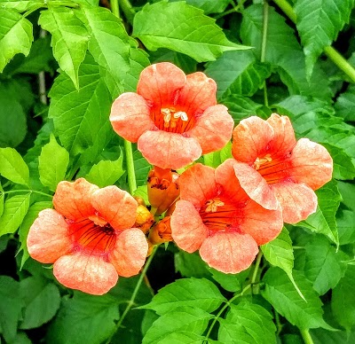 Photos of Wahkeena Nature Preserve