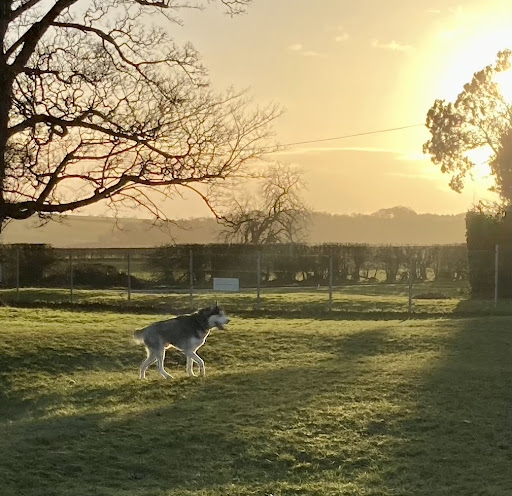 Pockthorpe Dog Park - Thumbnail
