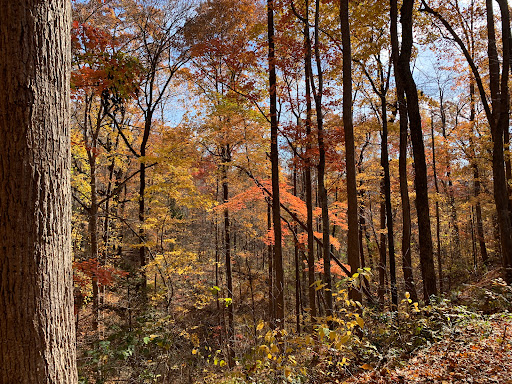 Chimney Rock State Park - Rumbling Bald - Thumbnail