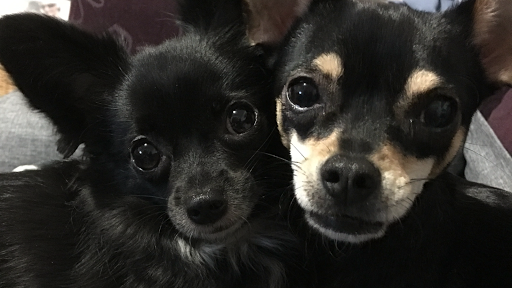 Zuna’s Puppyporium - Thumbnail