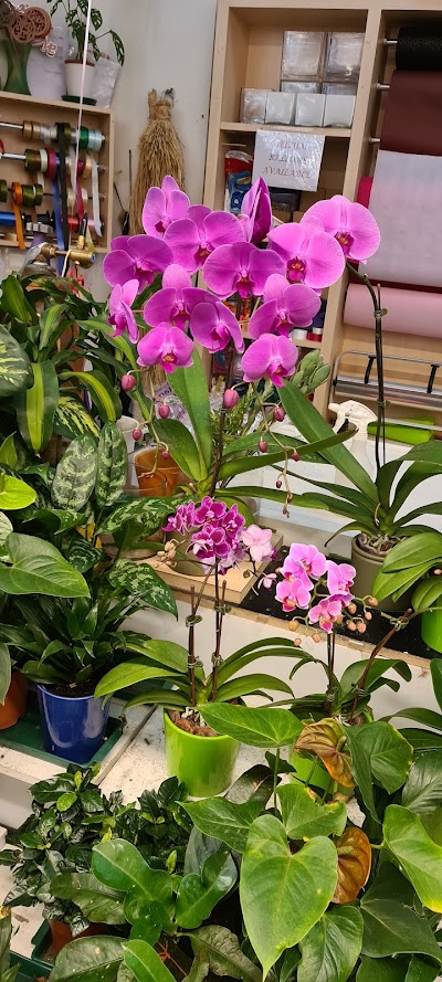 Photos of Black Tulip Flowers LLC - Choithrams Umm Suqeim