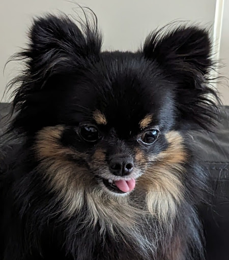 petsfriendly.nl