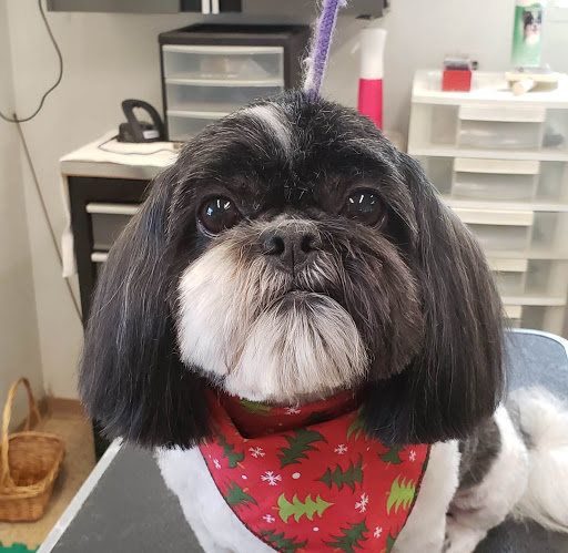 Paw'sh Pet Salon - Thumbnail