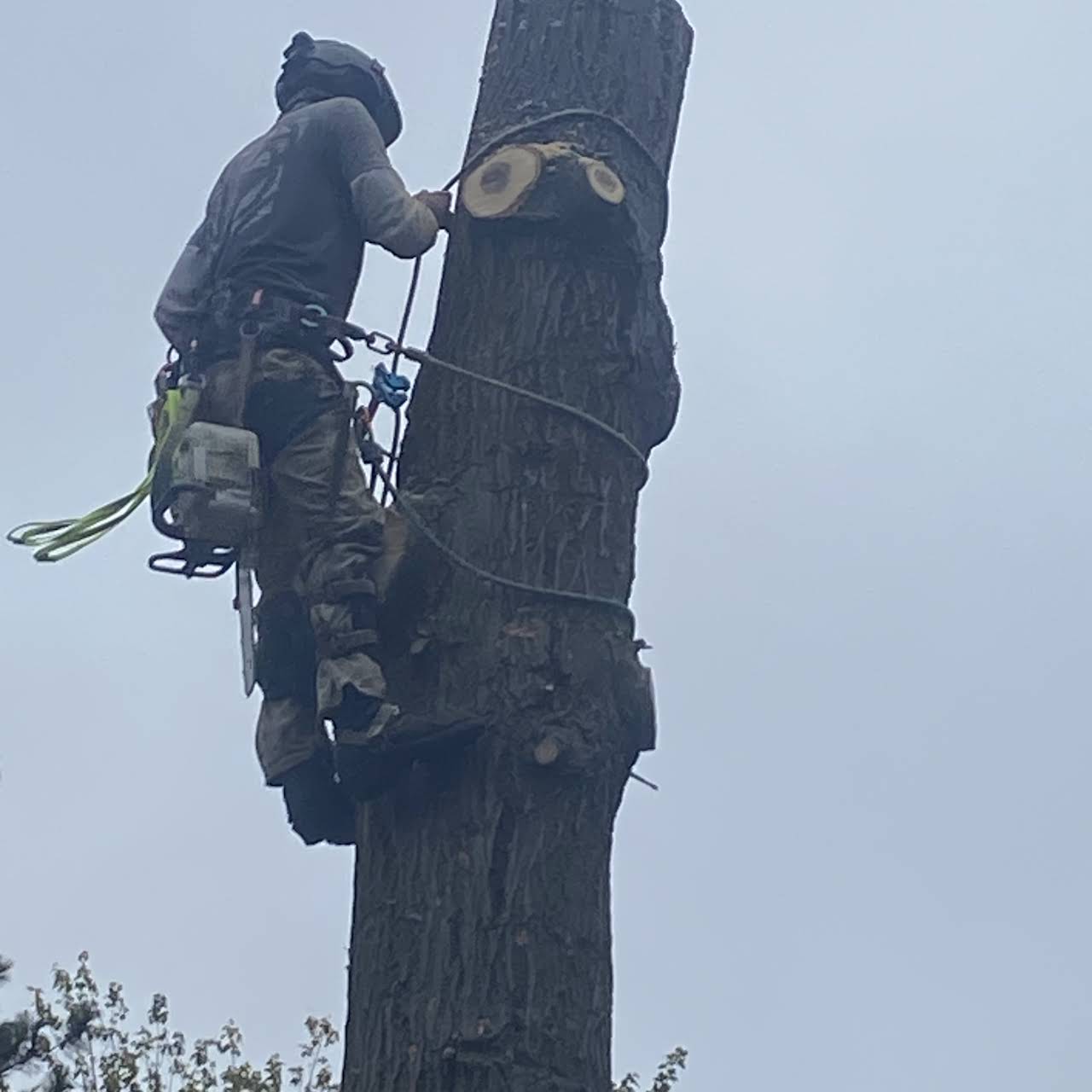 Ultimate Cut Tree Service Your Local Hazardous Tree Removal