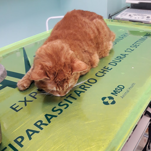 Ambulatorio Veterinario Ass. Garlatti Costa - Maiero - Thumbnail