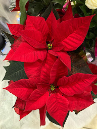 Photo n°10 de Fleurs et Sens à Lalbenque (Fleuriste)