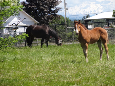 Countryside Equine Veterinary Service