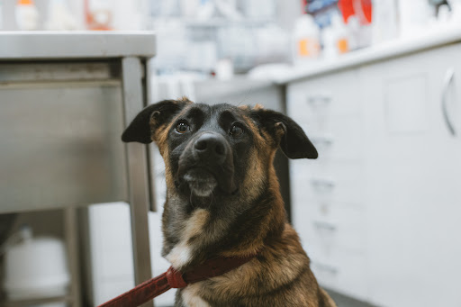 Global Hospital Veterinario