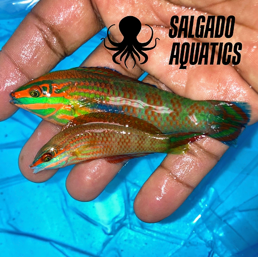 SALGADO AQUATICS - Thumbnail