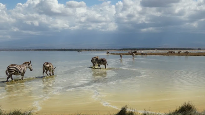Amboseli National Park by null