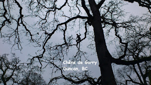 Photo n°8 de Arbre Experts à Pierric (Service d'élagage)