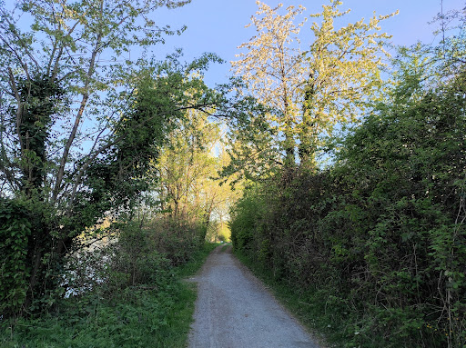 Mainufer Miltenberg - Thumbnail
