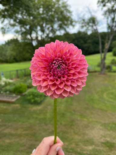 Nowadays Flowers - Thumbnail