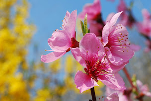 Photo n°9 de chambre d'hôtes 