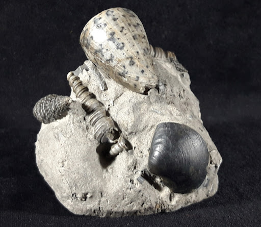 FossNet - Fossilienstore - Thumbnail