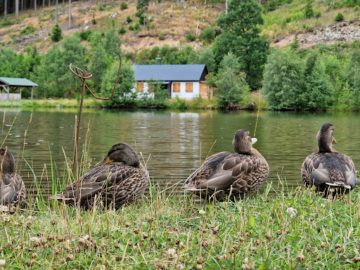 Thierteich - Visual