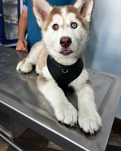 Clínica Veterinaria Zoobichos