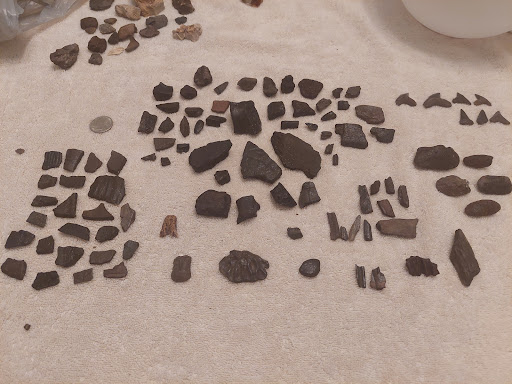 Fossil Expeditions - Thumbnail