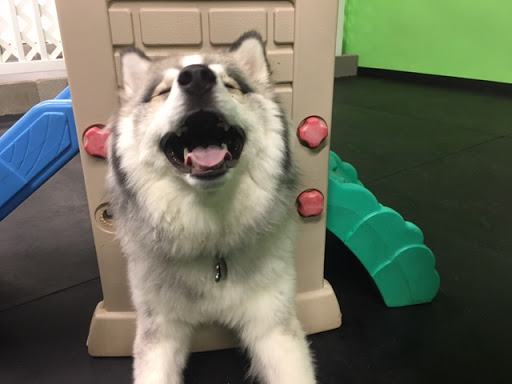 Barks on the Boulevard - Thumbnail