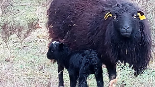 Photo n°1 de L'éco-ferme del Saouzé à Cubières-sur-Cinoble (Ferme)
