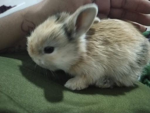 Veterinaria Bongo - Visual