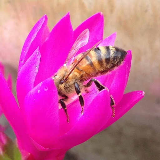 BeePharm Honeybees for Health