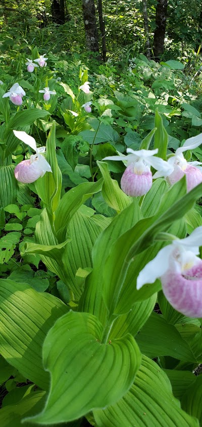 Pennington Bog Scientific and Natural Area (SNA)