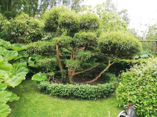 Rêvons Vert - Visual