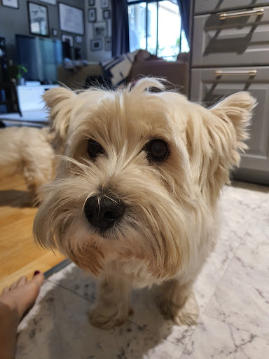 Mimi's Dog Village - Thumbnail