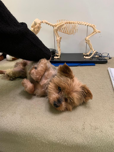 DOG MASSAGES ACADEMY - Thumbnail