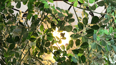 hair living mojoca (モジョカ)