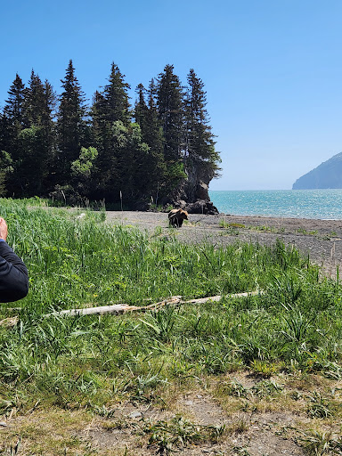 Bear Viewing Tours Alaska Gallery - United States