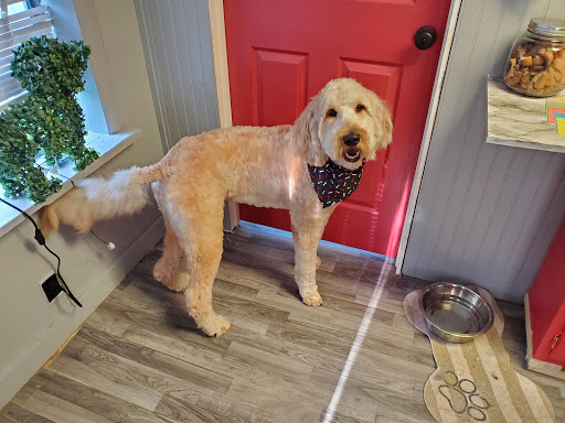 Collar N Comb Pet Parlor