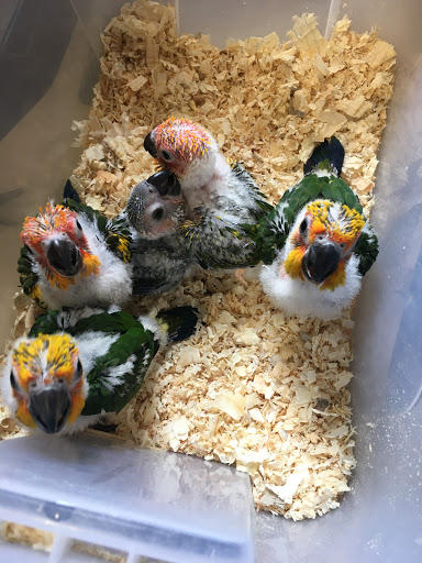 Rene's Exotic Parrots Gallery - United States