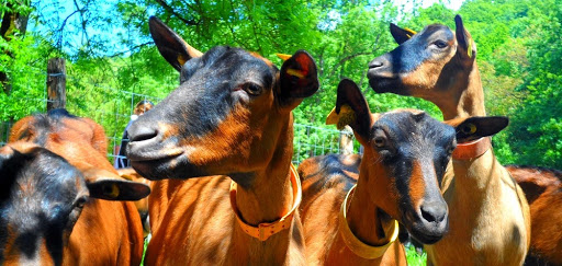 Photo de Chèvrerie de Nesle la Reposte - Boutique de fromages de chèvre et autre spécialités