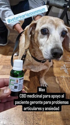zoommum veterinaria