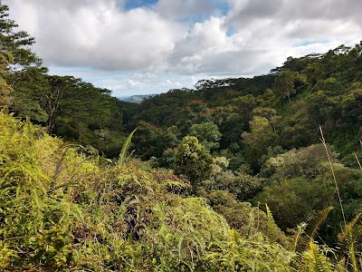 Kealia Forest Reserve