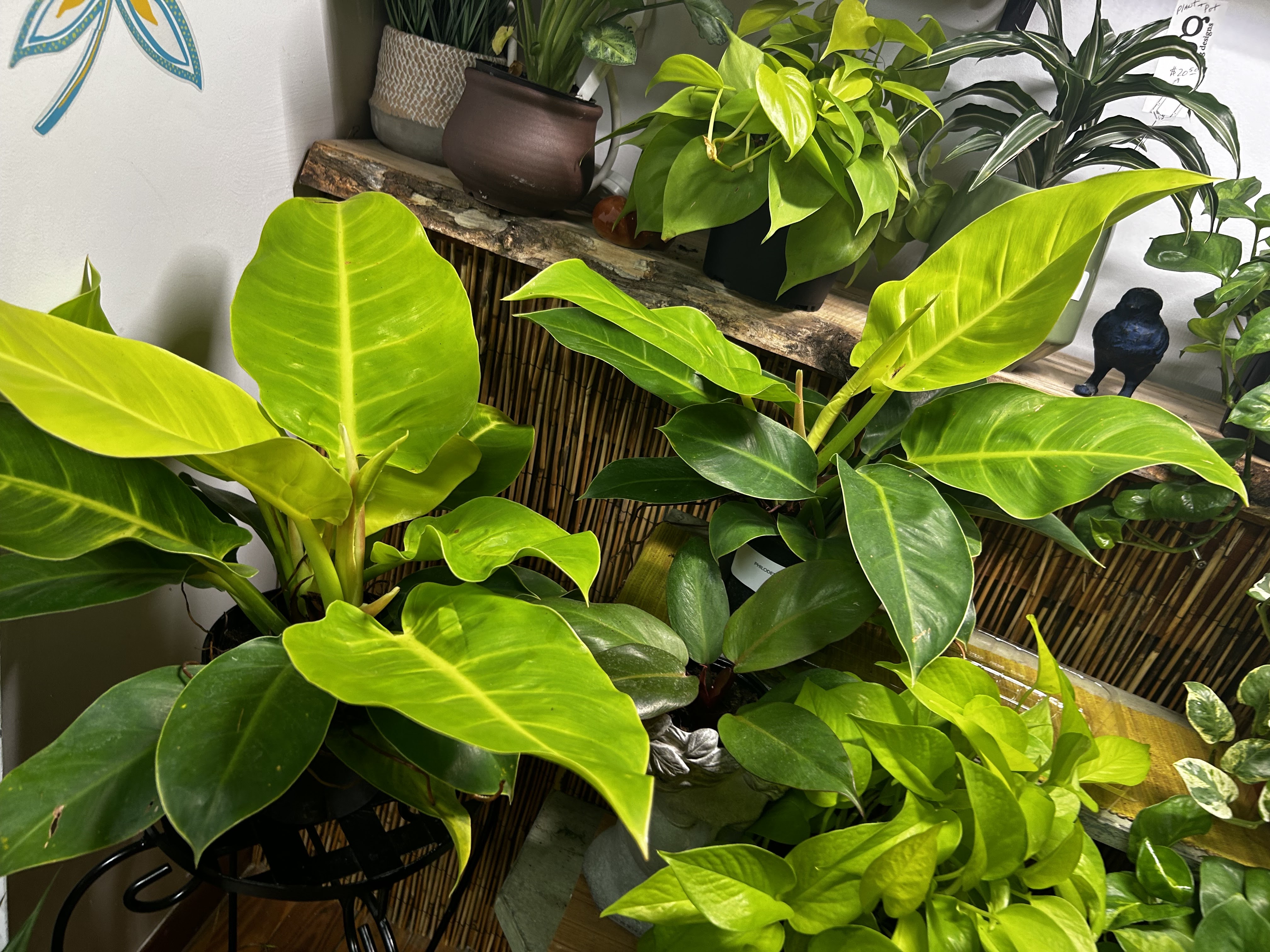 Mercer Botanicals