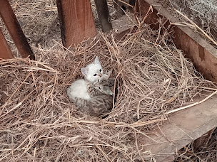 Photo n°20 de La ferme de penhaudan (poulets,oeufs, agneaux) à Pont-Scorff (Ferme d'élevage)