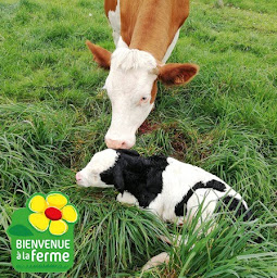 Photo n°29 de Ferme du Semnon à Tresboeuf (Agriculteur)